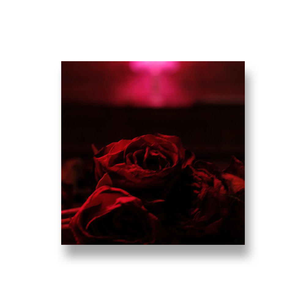 The Paper Kites: Roses CD